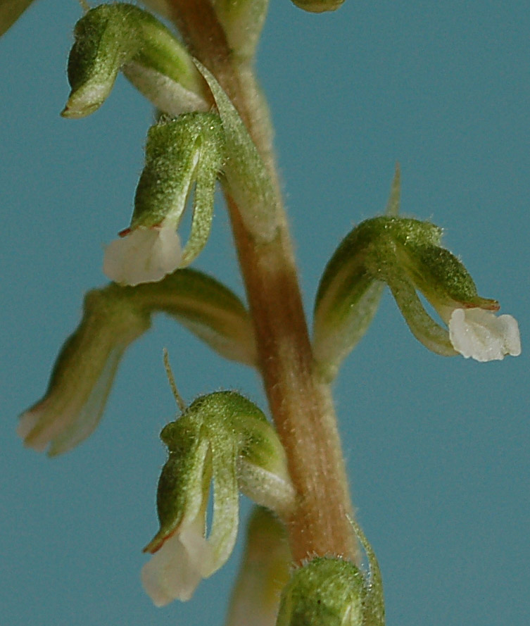 The image “http://www.kammlott.net/Febr2010/Cyclopoglindleyfl.jpg” cannot be displayed, because it contains errors.