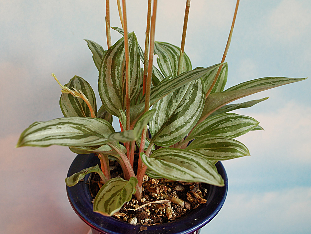 The image “http://www.kammlott.net/Febr2010/Cyclopoglindleyl.jpg” cannot be displayed, because it contains errors.