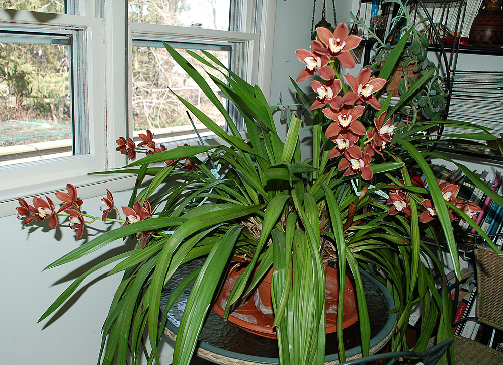 http://www.kammlott.net/March2010/CymMimiMB.jpg