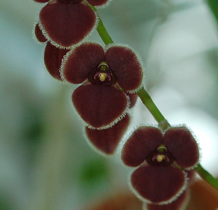 http://www.kammlott.net/March2010/Stelisciliolata.jpg